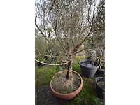 Olijf oranje schaal - olive tree - afbeelding 4 van  5