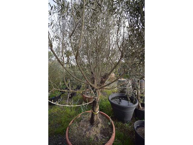 Olijf oranje schaal - olive tree - afbeelding 5 van  5