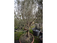Olijf oranje schaal - olive tree - afbeelding 5 van  5