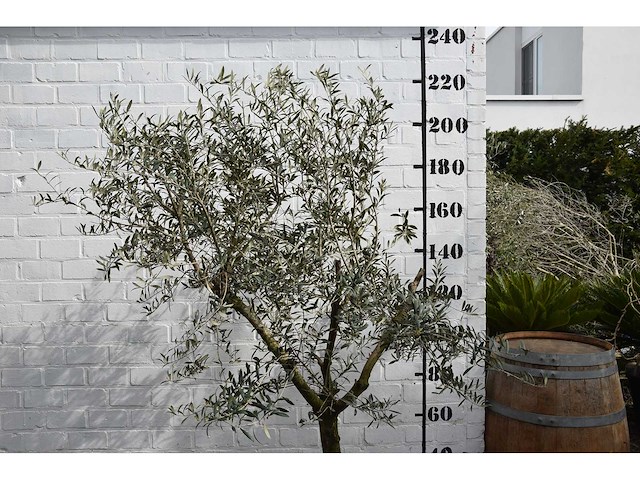 Olijf young skin - olijfboom - afbeelding 1 van  5