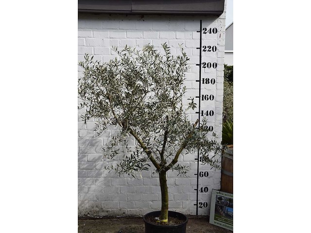 Olijf young skin - olijfboom - afbeelding 2 van  5