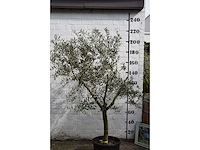 Olijf young skin - olijfboom - afbeelding 2 van  5