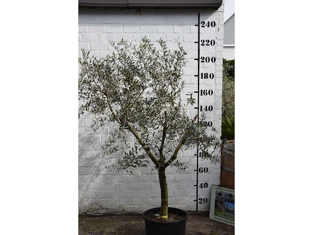 Olijf young skin - olijfboom - afbeelding 3 van  5