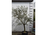 Olijf young skin - olijfboom - afbeelding 3 van  5