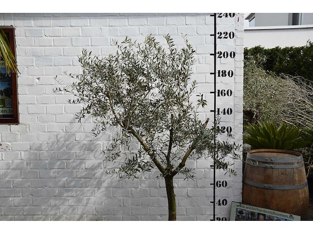 Olijf young skin - olijfboom - afbeelding 4 van  5