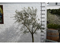 Olijf young skin - olijfboom - afbeelding 4 van  5