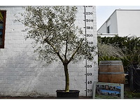 Olijf young skin - olijfboom - afbeelding 5 van  5