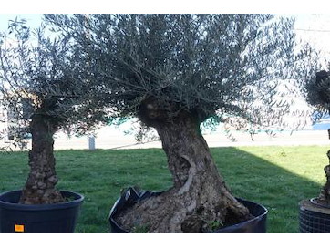 Olijfbomen olea europea