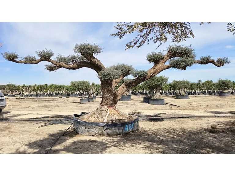 Olijfbomen , palmbomen , badmeubelen , keukenkranen