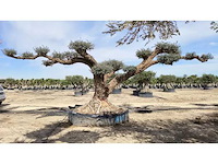 Olijfbomen , palmbomen , badmeubelen , keukenkranen