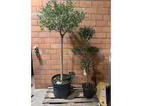 Olijfbomen - afbeelding 1 van  3