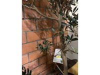 Olijfbomen - afbeelding 2 van  3