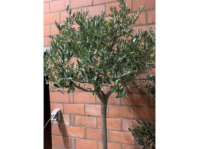 Olijfbomen - afbeelding 3 van  3