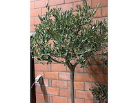 Olijfbomen - afbeelding 3 van  3