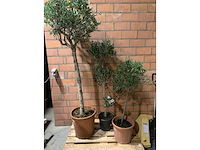 Olijfbomen - afbeelding 1 van  3