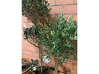 Olijfbomen - afbeelding 2 van  3