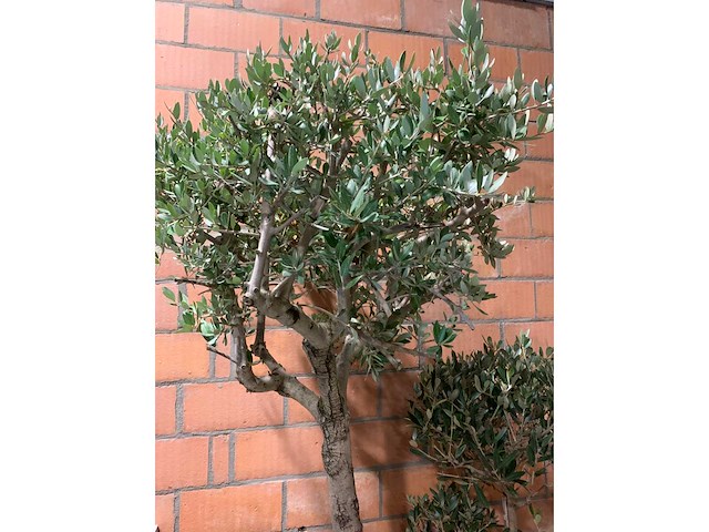 Olijfbomen - afbeelding 3 van  3