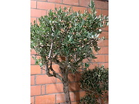 Olijfbomen - afbeelding 3 van  3