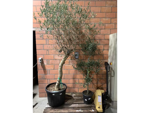 Olijfbomen - afbeelding 1 van  3