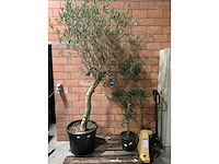 Olijfbomen - afbeelding 1 van  3