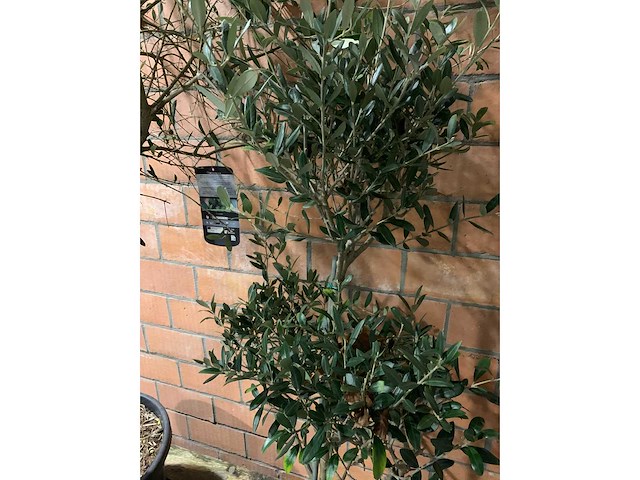 Olijfbomen - afbeelding 2 van  3