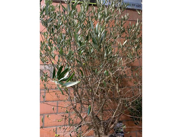 Olijfbomen - afbeelding 3 van  3