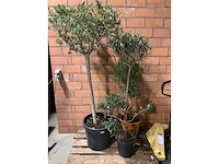 Olijfbomen - afbeelding 1 van  3