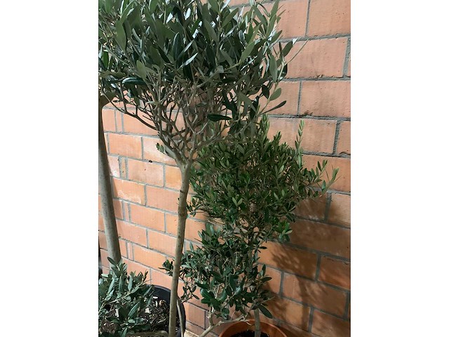 Olijfbomen - afbeelding 2 van  3