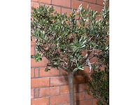 Olijfbomen - afbeelding 3 van  3