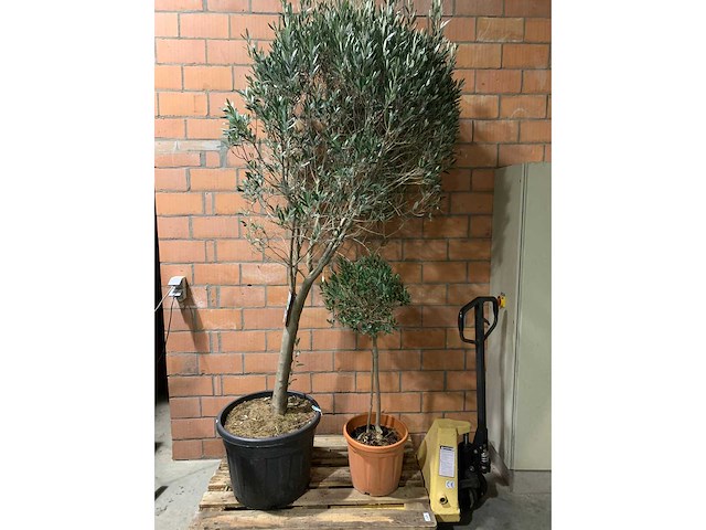 Olijfbomen - afbeelding 1 van  3