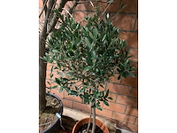 Olijfbomen - afbeelding 2 van  3