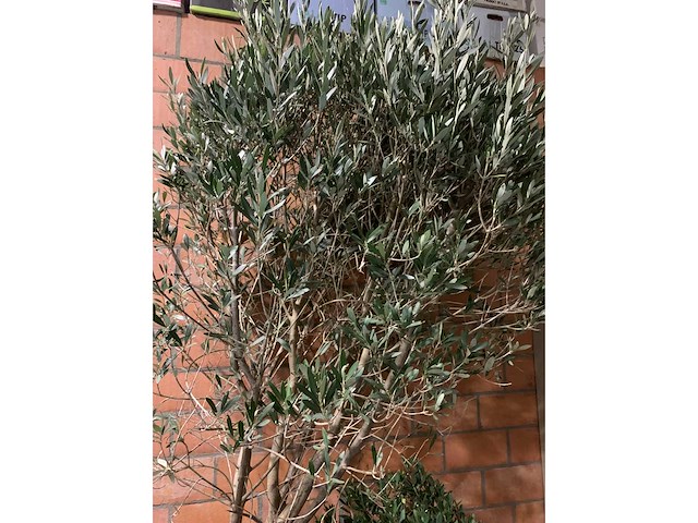 Olijfbomen - afbeelding 3 van  3