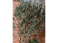 Olijfbomen - afbeelding 3 van  3