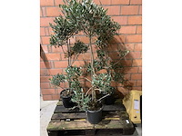 Olijfbomen - afbeelding 1 van  3