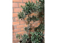 Olijfbomen - afbeelding 2 van  3