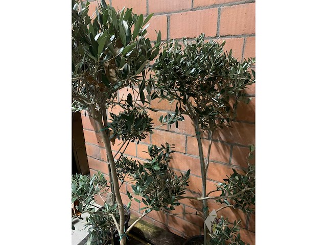 Olijfbomen - afbeelding 3 van  3