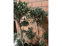 Olijfbomen - afbeelding 3 van  3