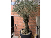 Olijfbomen - afbeelding 1 van  3