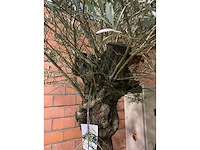 Olijfbomen - afbeelding 2 van  3