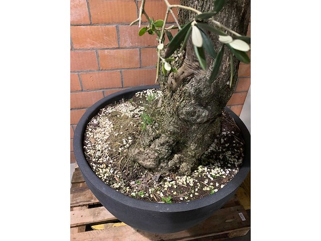 Olijfbomen - afbeelding 3 van  3