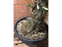 Olijfbomen - afbeelding 3 van  3