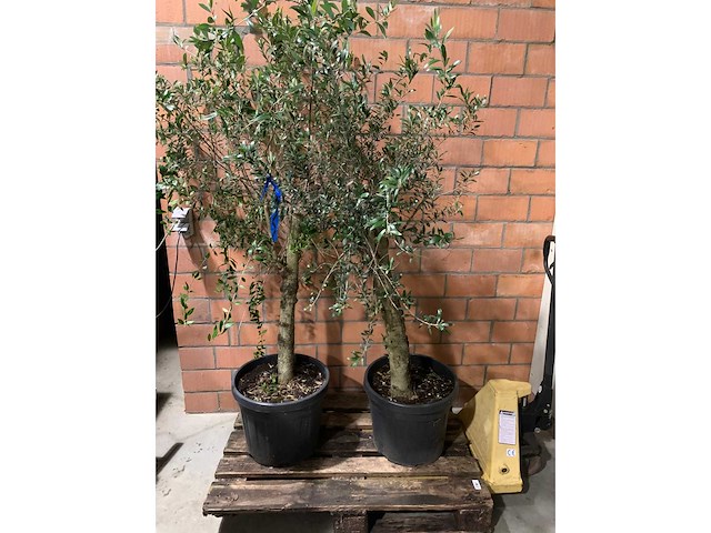 Olijfbomen - afbeelding 1 van  3