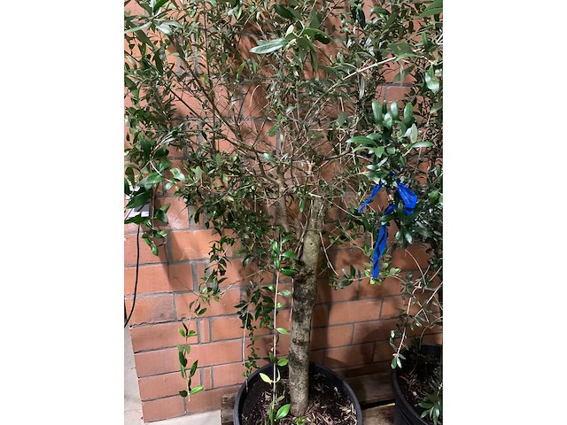 Olijfbomen - afbeelding 2 van  3