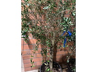 Olijfbomen - afbeelding 2 van  3