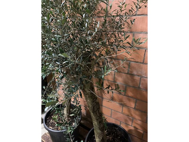 Olijfbomen - afbeelding 3 van  3