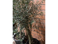 Olijfbomen - afbeelding 3 van  3