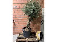 Olijfbomen - afbeelding 1 van  2