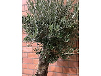 Olijfbomen - afbeelding 2 van  2