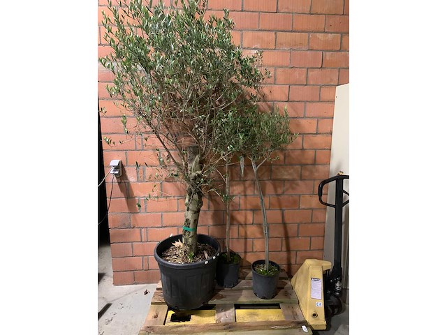 Olijfbomen - afbeelding 1 van  3