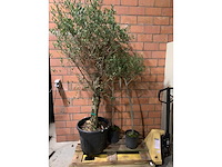 Olijfbomen - afbeelding 1 van  3